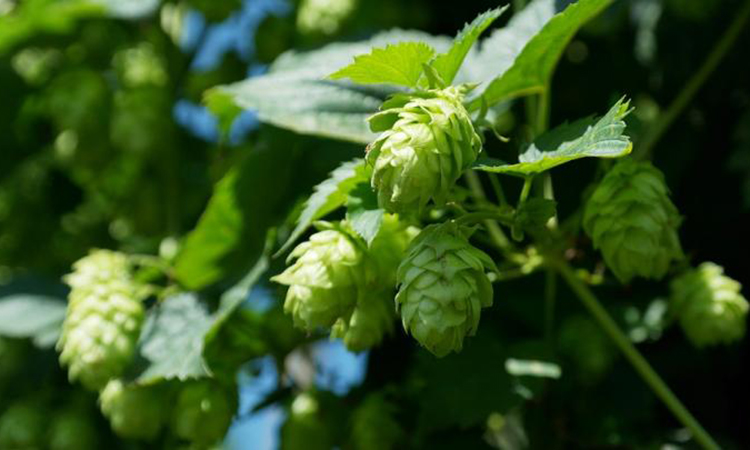 the hop genome is difficult to sequence