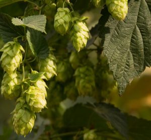 Craft-beer boom linked to record-number of US states growing hops