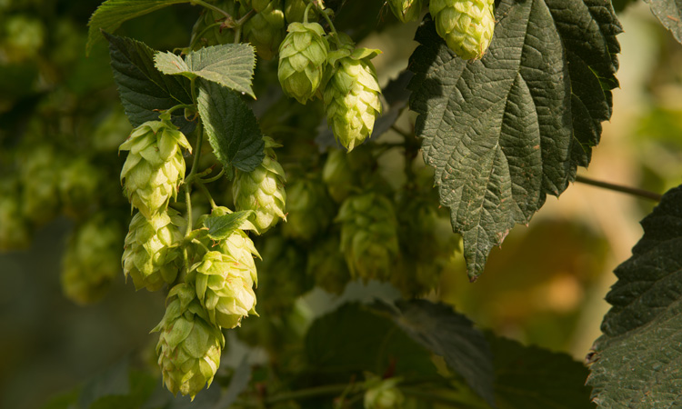 Craft-beer boom linked to record-number of US states growing hops