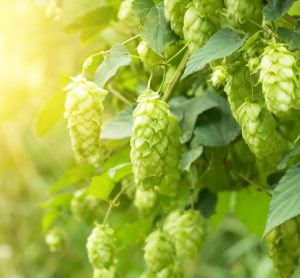 Can hops compounds help with metabolic syndrome?