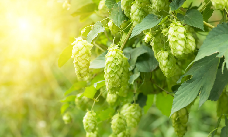 Can hops compounds help with metabolic syndrome?