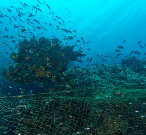 Farmed fish diets wiping out wild fish stocks in Asia and Africa