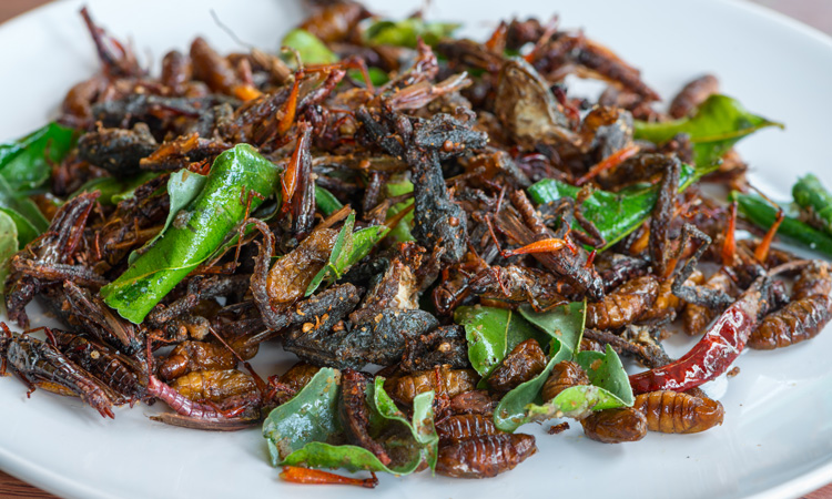 European project looks to advance edible insect industry