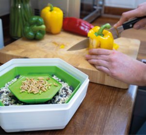 Insect pods: the future of the everyday kitchen?
