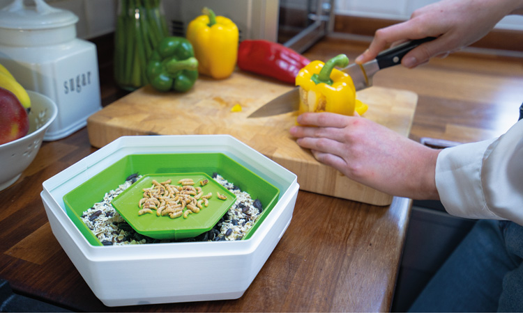 Insect pods: the future of the everyday kitchen?