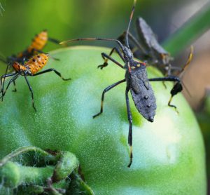 Study evaluates economic impact of insect pest management