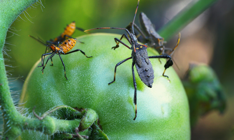 Study evaluates economic impact of insect pest management
