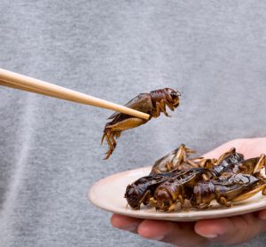 Insects could soon be "given the green light" as a European novel food