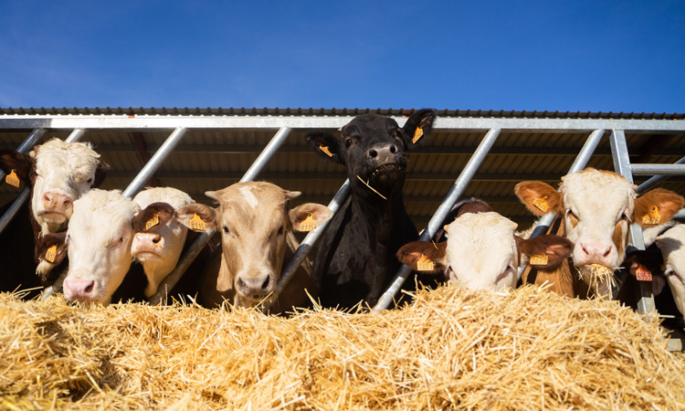 Intensive farming increases risk of pathogenic outbreaks, warn scientists