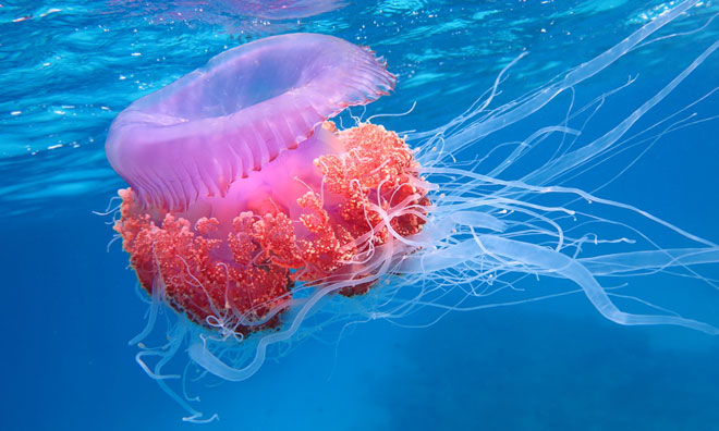 jellyfish-food-fraud-uni-southampton