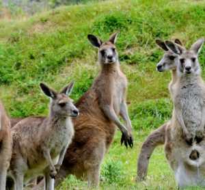 Kangaroos to be harvested and used in pet food