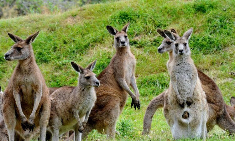 Kangaroos to be harvested and used in pet food