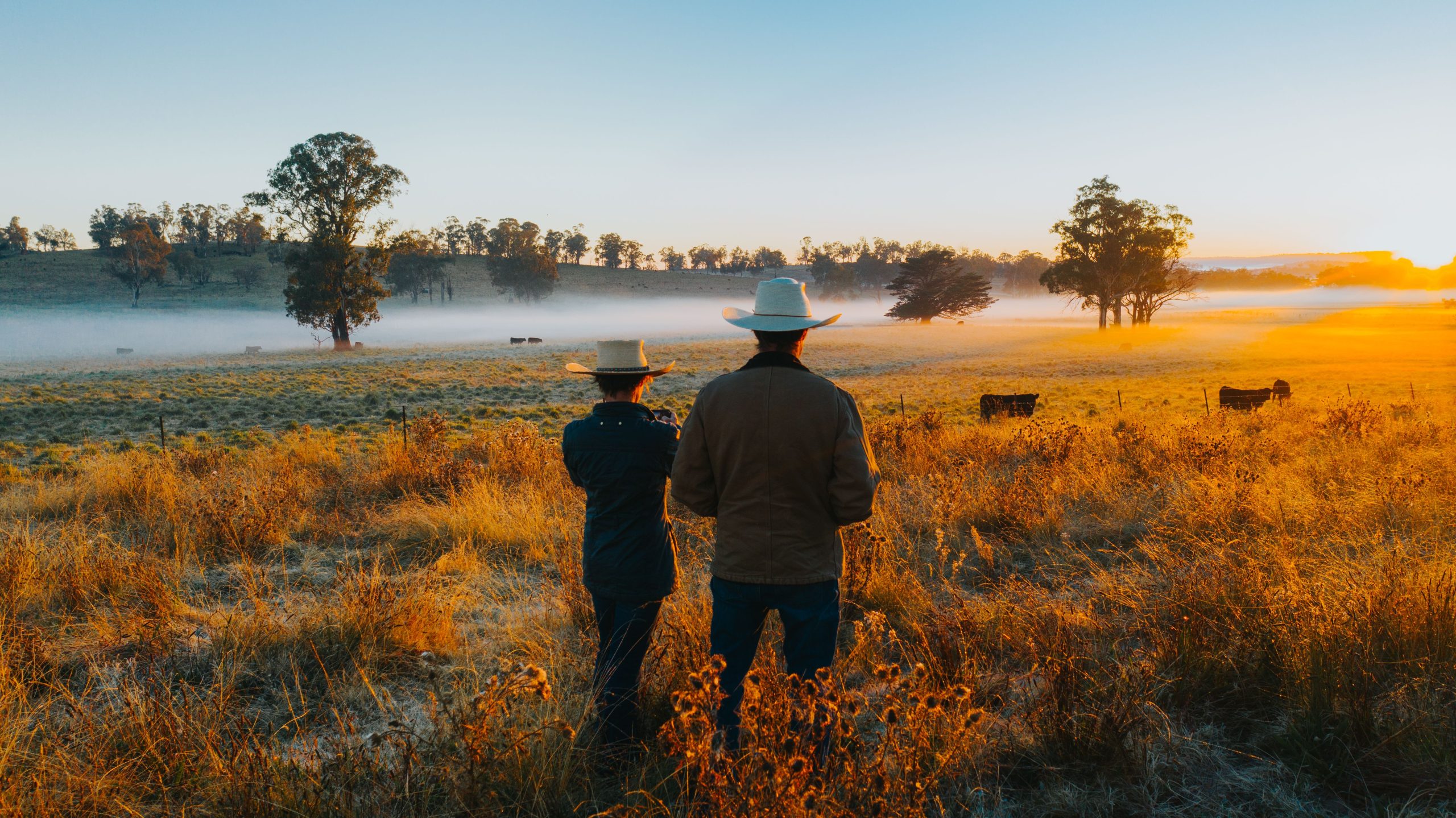 Australian Beef and Lamb