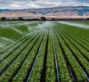 Work underway to strengthen California leafy green food safety practices