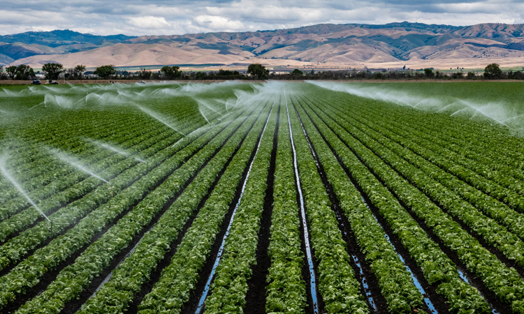 Work underway to strengthen California leafy green food safety practices