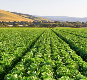 FDA and CDC declare multi-state romaine lettuce E.coli outbreak as over