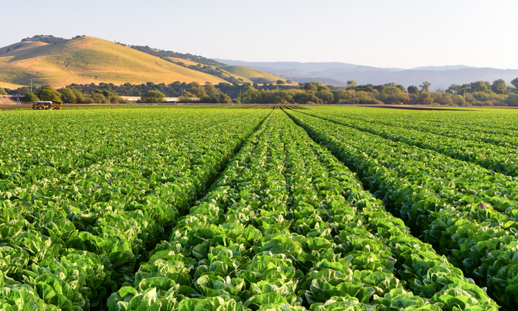 FDA and CDC declare multi-state romaine lettuce E.coli outbreak as over