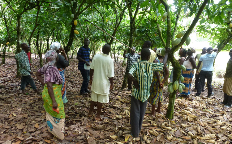 Lindt training farmers in Ghana