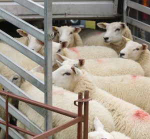 Doctors call for US to phase out live animal markets