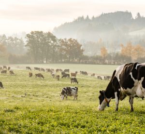 Could GM help cut livestock methane emissions?