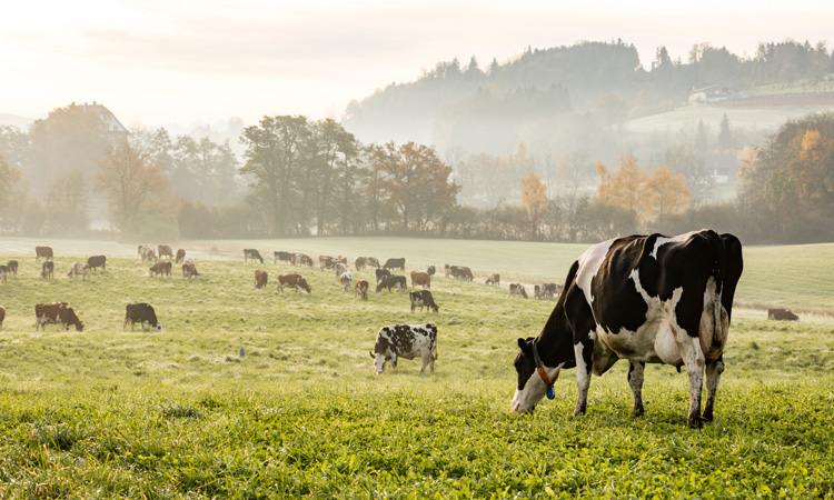 Could GM help cut livestock methane emissions?