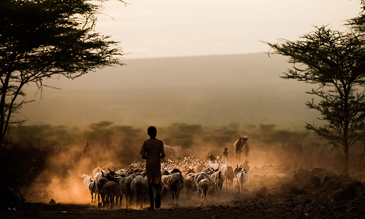 bétail en Afrique