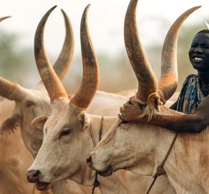 livestock south sudan