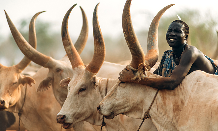 livestock south sudan