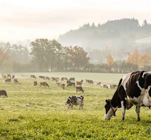 livestock are a major source of greenhouse gas emissions