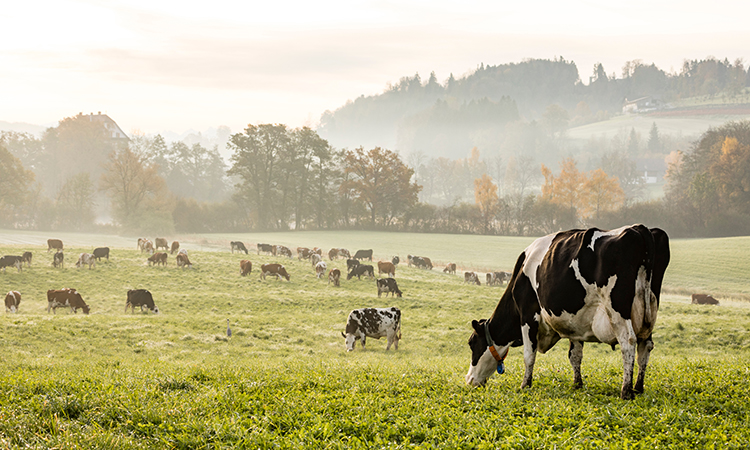 livestock are a major source of greenhouse gas emissions