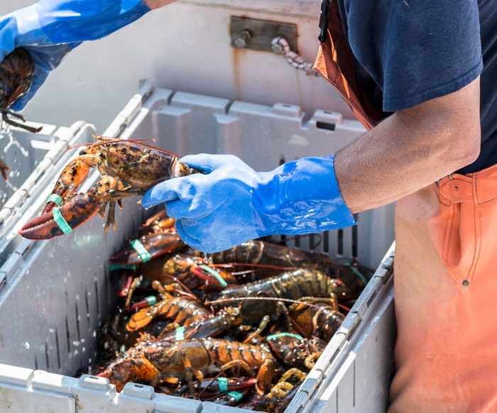 lobster fisherman seafood traceability article