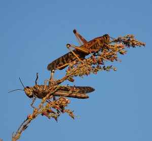 locusts on desert plant