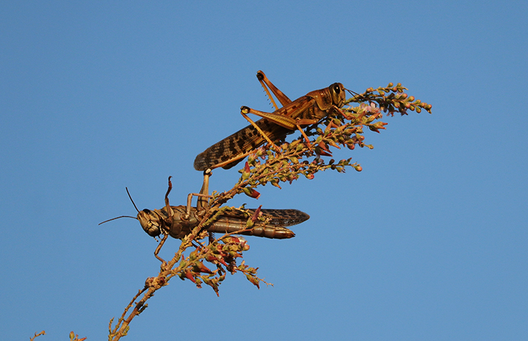 locusts on desert plant