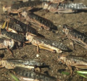 Urgent locust campaign needed to protect African food security, says FAO