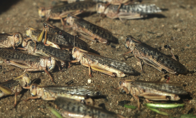 Urgent locust campaign needed to protect African food security, says FAO