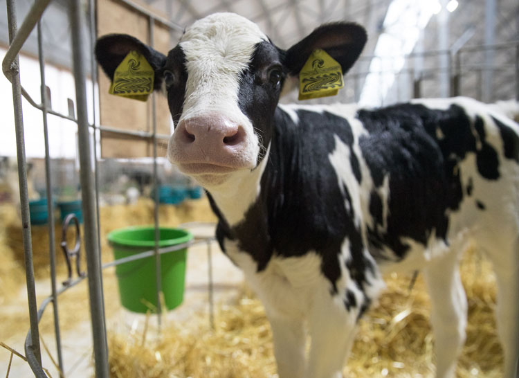 lone calf in barn without human contact