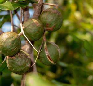 Project uses traits of macadamia tree to guide sustainable nut production