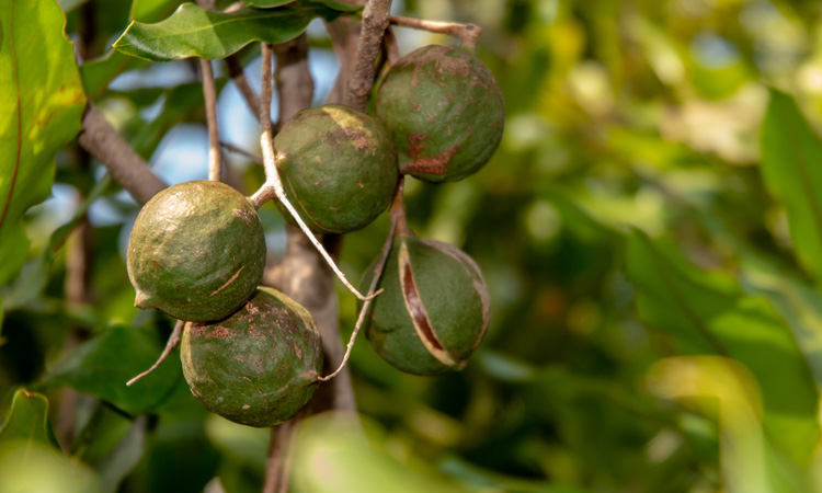 Project uses traits of macadamia tree to guide sustainable nut production