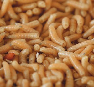 maggots could be used as an ingredient