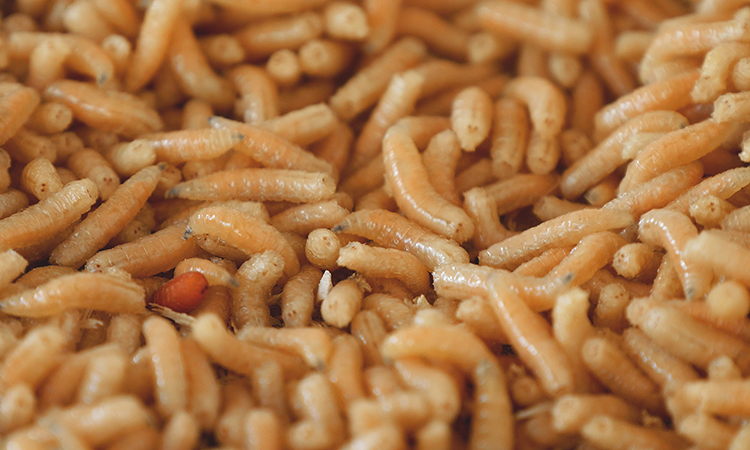 maggots could be used as an ingredient