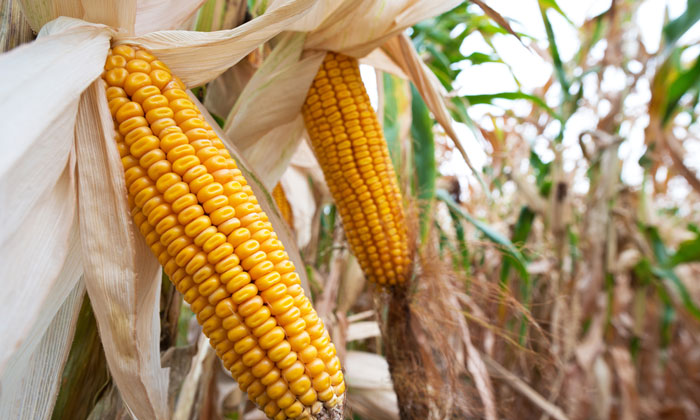 maize-gmo