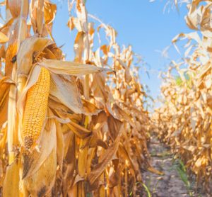maize-yield-climate-change-soil-management