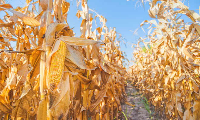 maize-yield-climate-change-soil-management