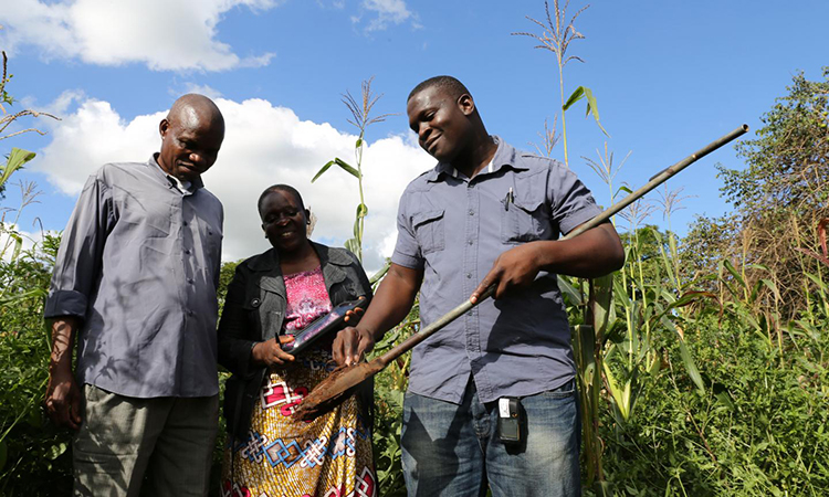 soil sample being taken in Malawi