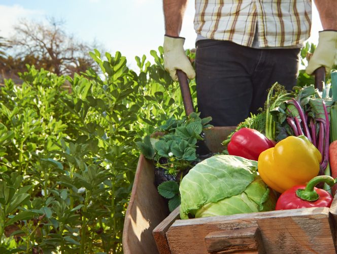 Man with wheelbarrow of veg