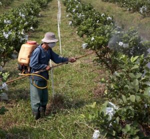 Man sprays plants