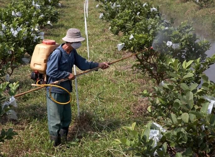 Man sprays plants