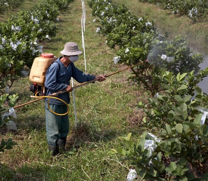 Man sprays plants