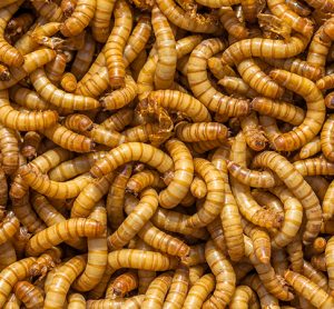 mealworms have been approved by the EFSA