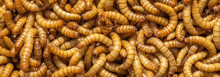 mealworms have been approved by the EFSA